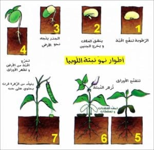 مراحل نمو النبات بالصور
