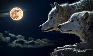 شعر وصف الذئب