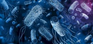 بحث جامعي عن البكتيريا